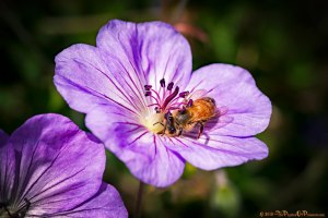 tPoP_1500102
