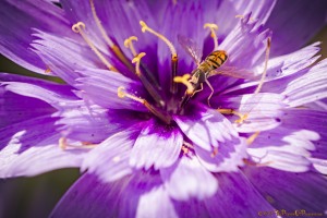 tPoP_1790779