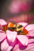 tPoP_1810680