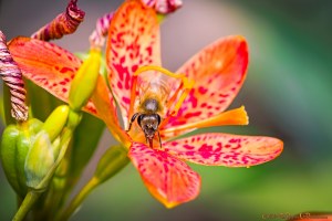 tPoP_1830347